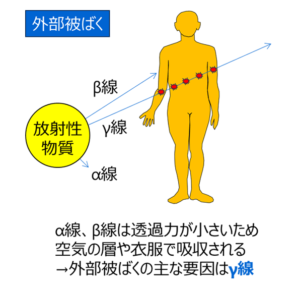 外部被ばくの主な要因はガンマ線