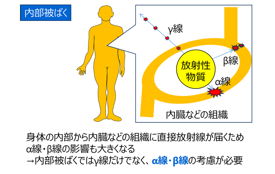 内部被ばくではガンマ線だけでなくアルファおよびベータ線の考慮が必要