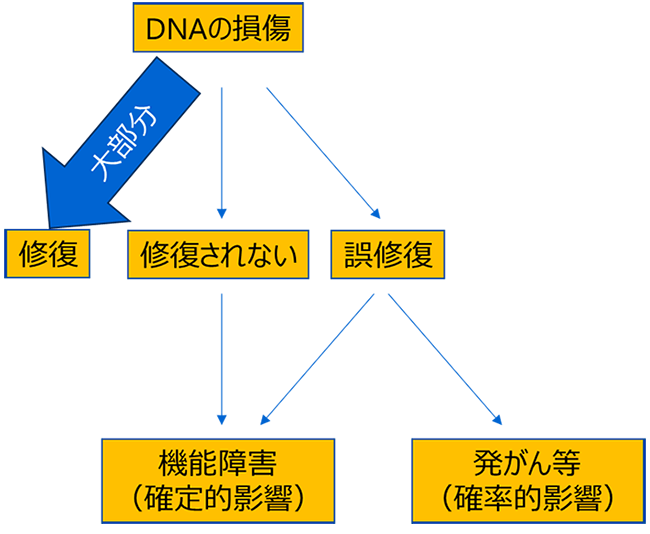 放射線の人体への影響