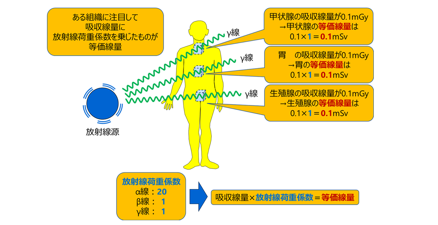 吸収線量から等価線量