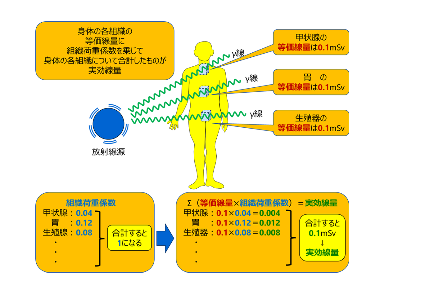 等価線量から実効線量